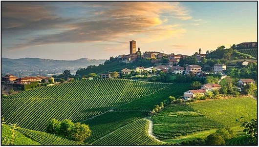 VIneyards